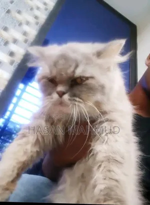 6-12 months Female Purebred Persian