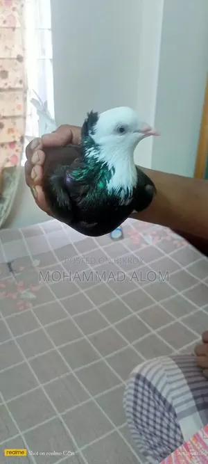 গররা কবুতর