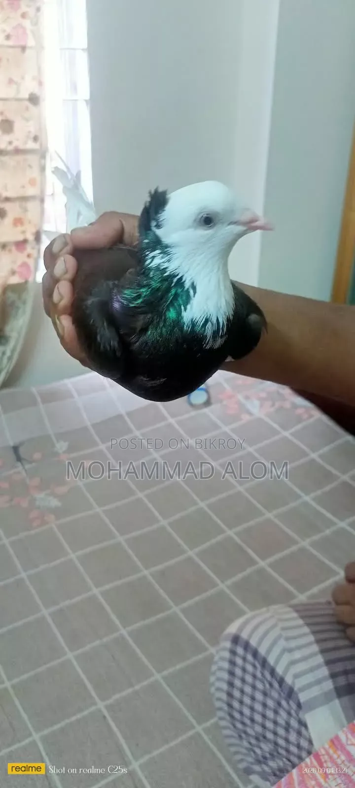 গররা কবুতর