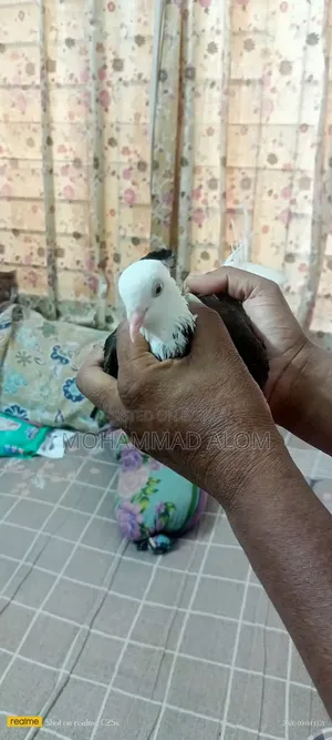 গররা কবুতর