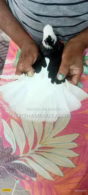 গররা কবুতর