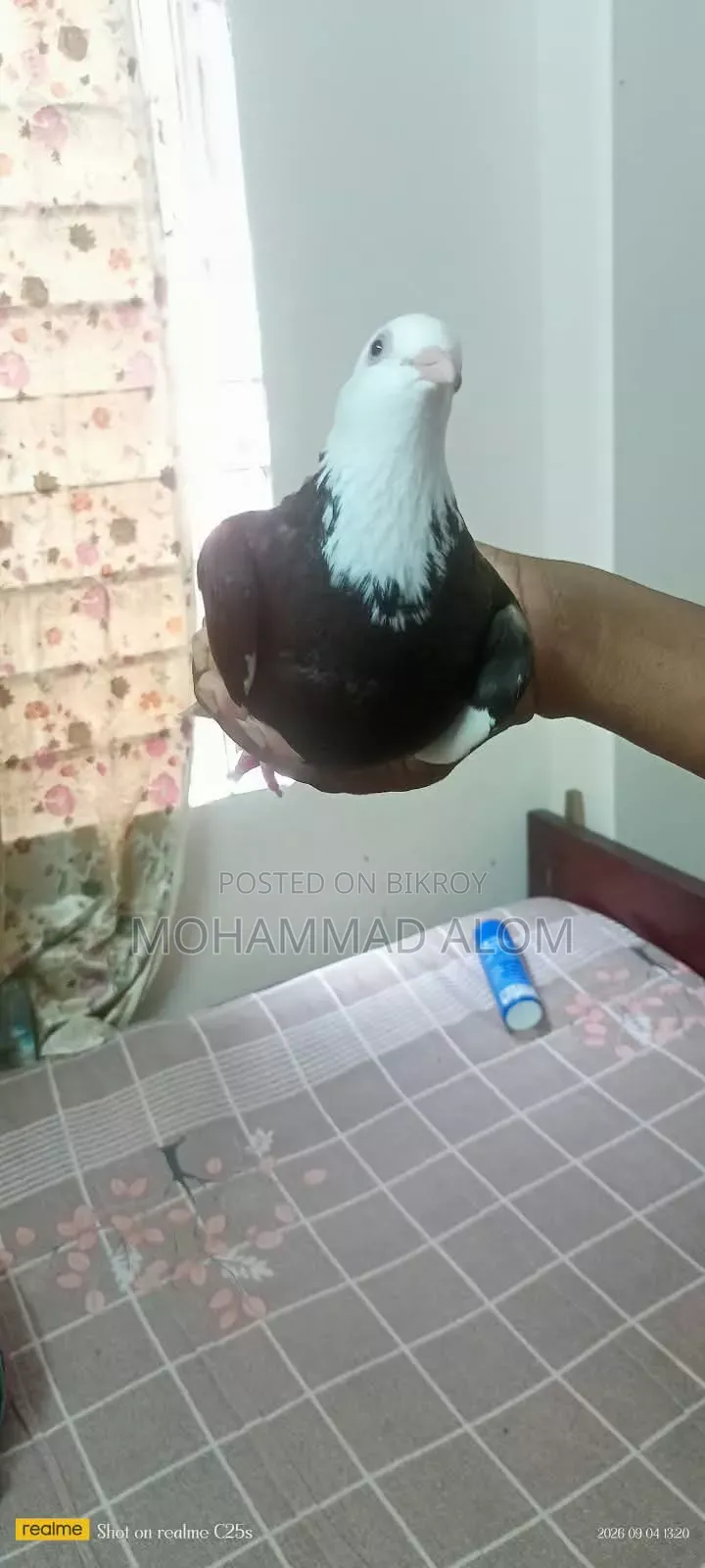গররা কবুতর