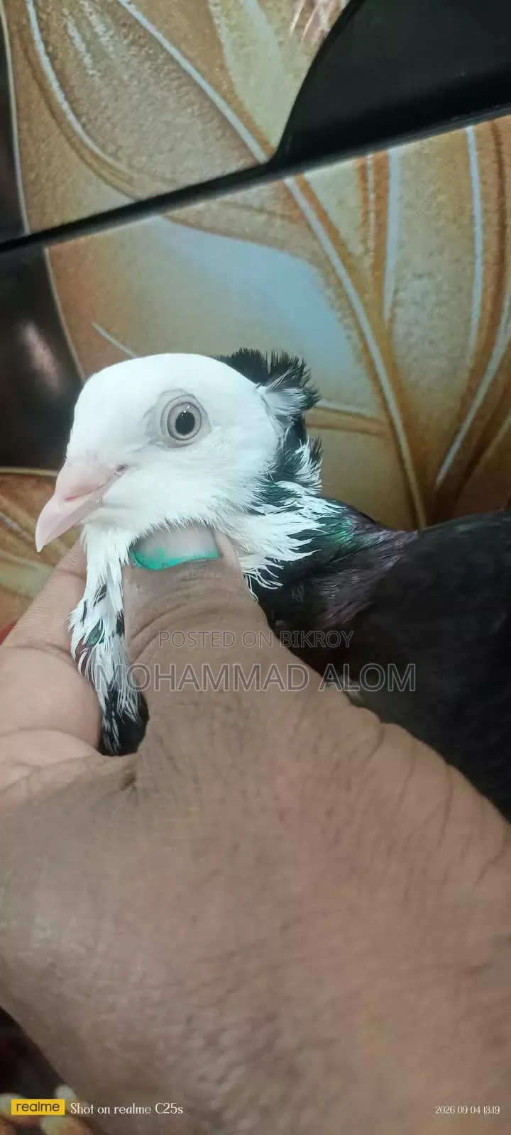 গররা কবুতর