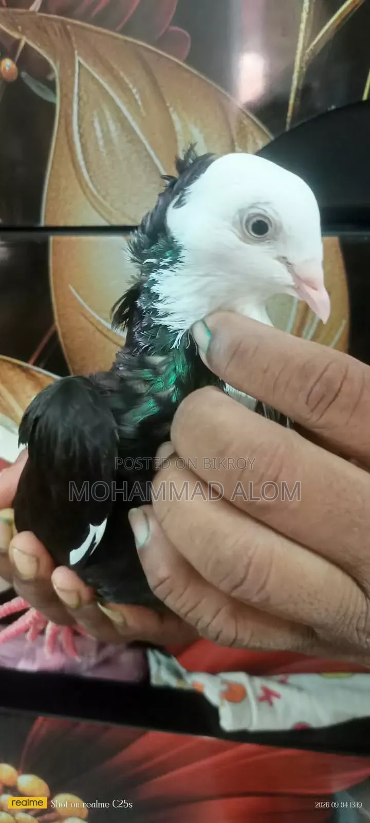 গররা কবুতর