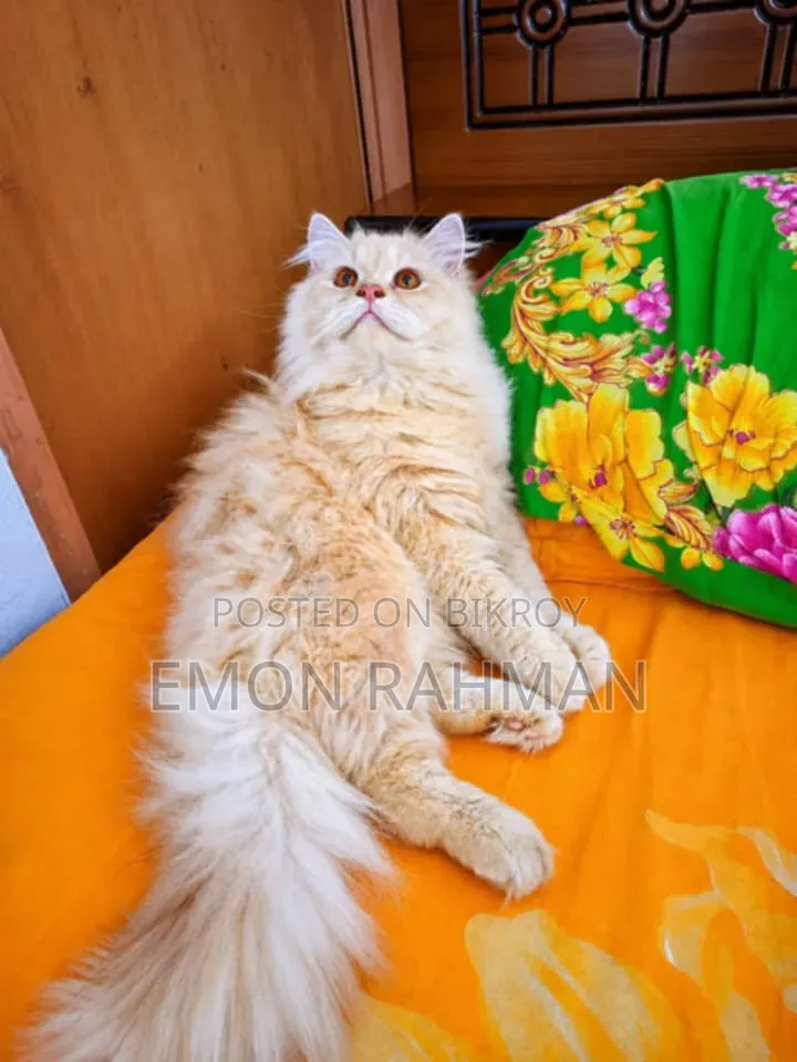 6-12 months Male Purebred Persian