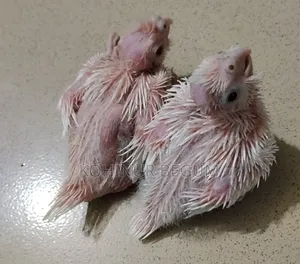 Cockatail Albino