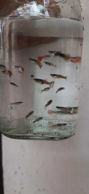 ফেন্সি গাপ্পি মাছ