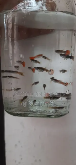 ফেন্সি গাপ্পি মাছ