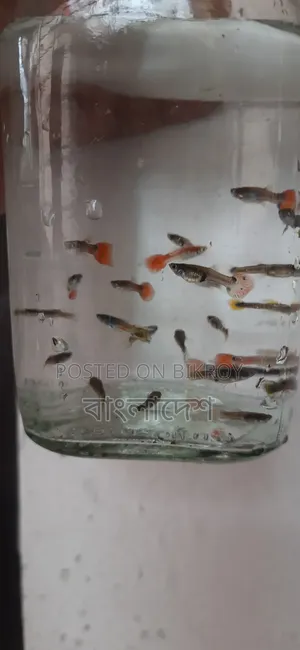 ফেন্সি গাপ্পি মাছ