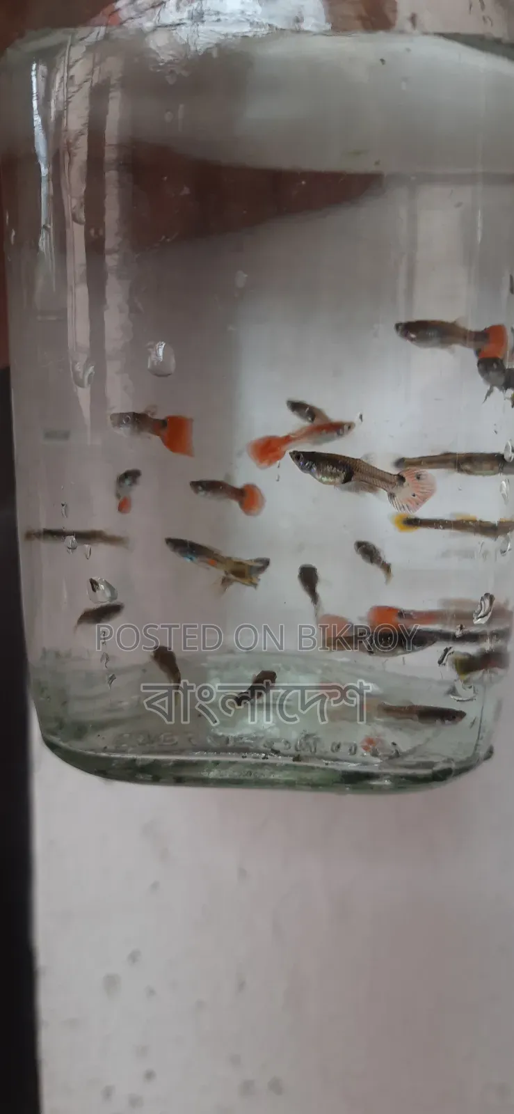 ফেন্সি গাপ্পি মাছ
