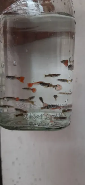 ফেন্সি গাপ্পি মাছ