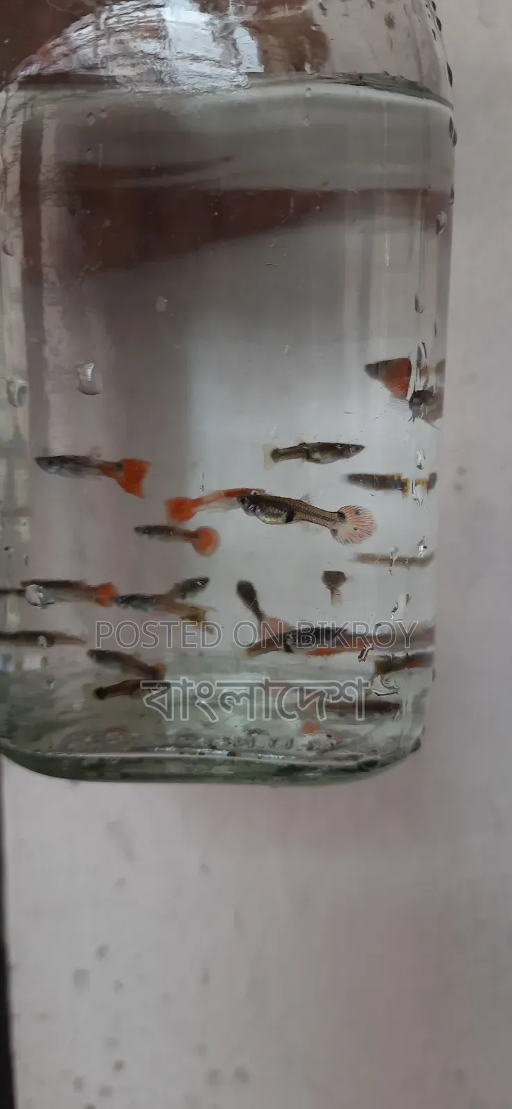 ফেন্সি গাপ্পি মাছ