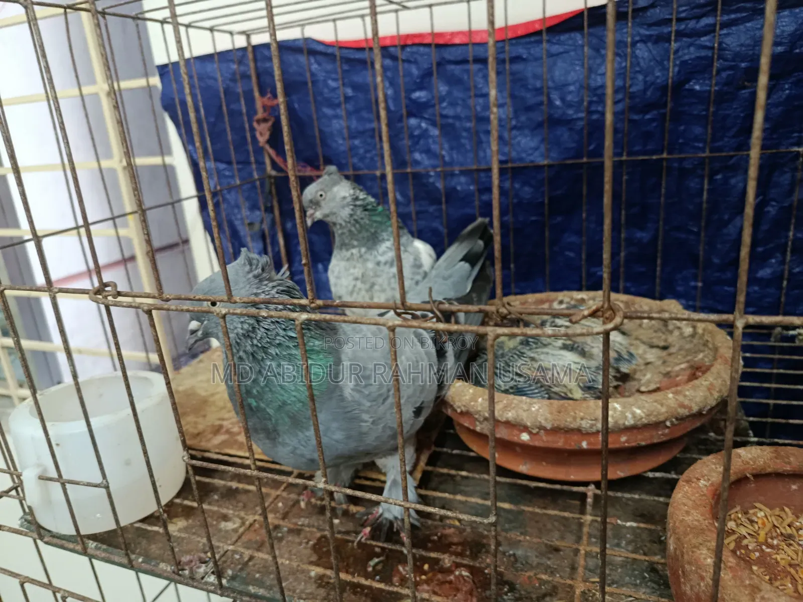 একজোড়া বাঘা সিলভার কবুতর বাচ্চা সহ বিক্রি করব।