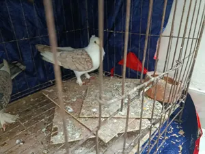 একটি লাল শার্টিন এর নর বিক্রি করা হবে।