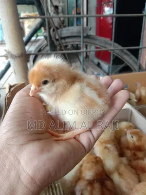 মুরগির বাচ্চা সেল হবে