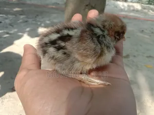 মুরগির বাচ্চা সেল হবে