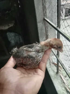 মুরগির বাচ্চা সেল হবে