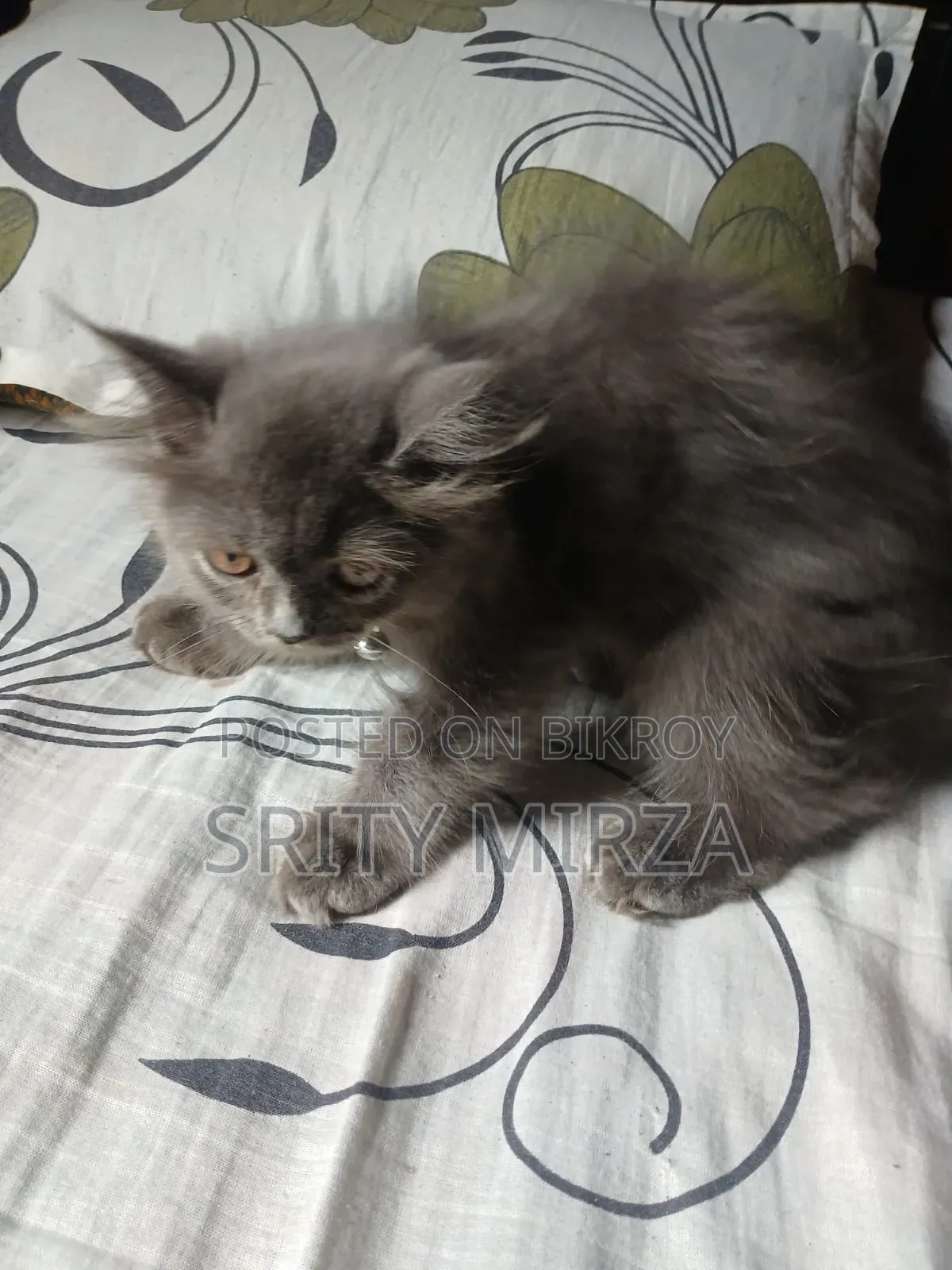 3-6 months Male Purebred Persian