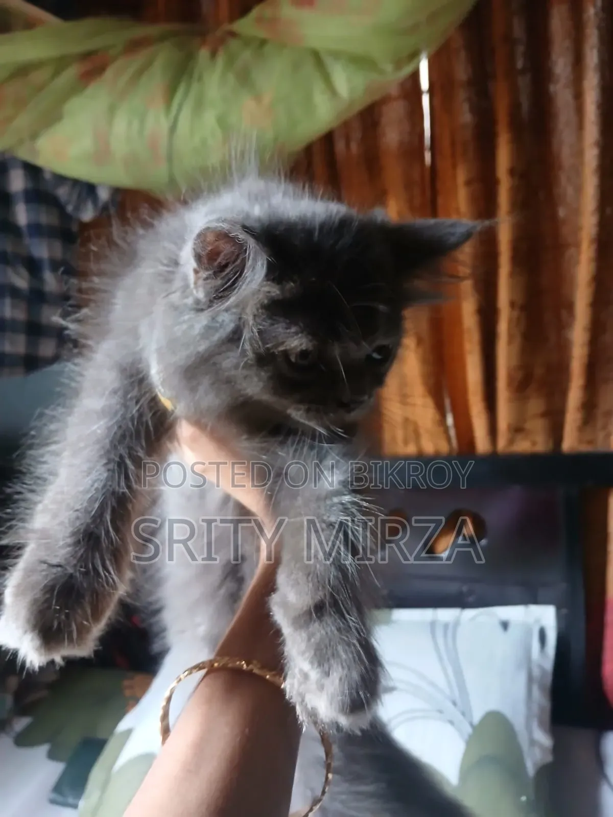 3-6 months Male Purebred Persian