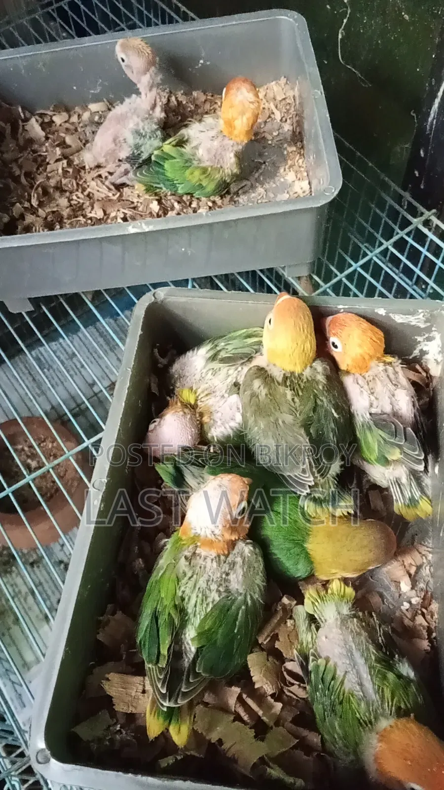 Green Opaline Baby