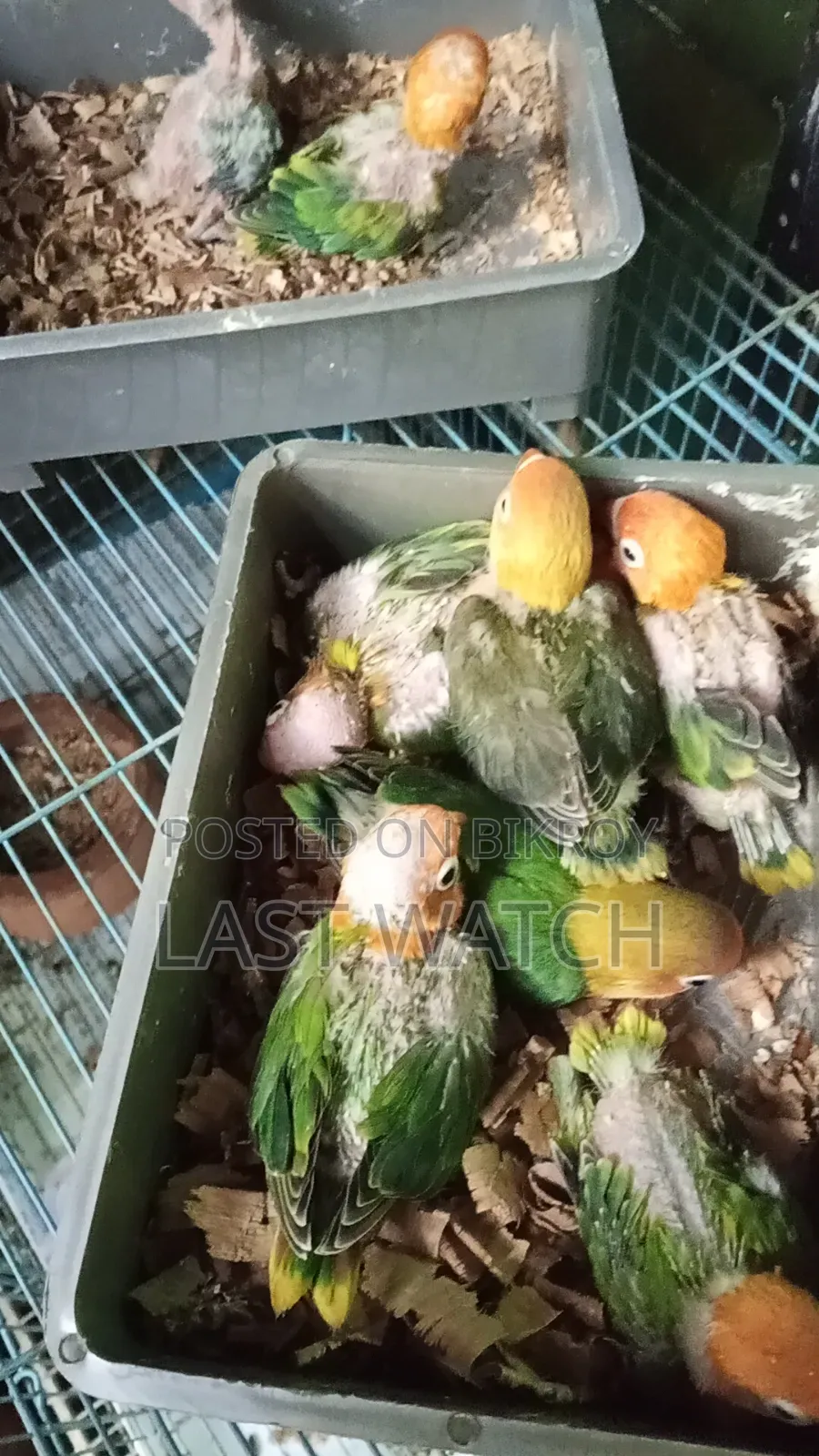 Green Opaline Baby