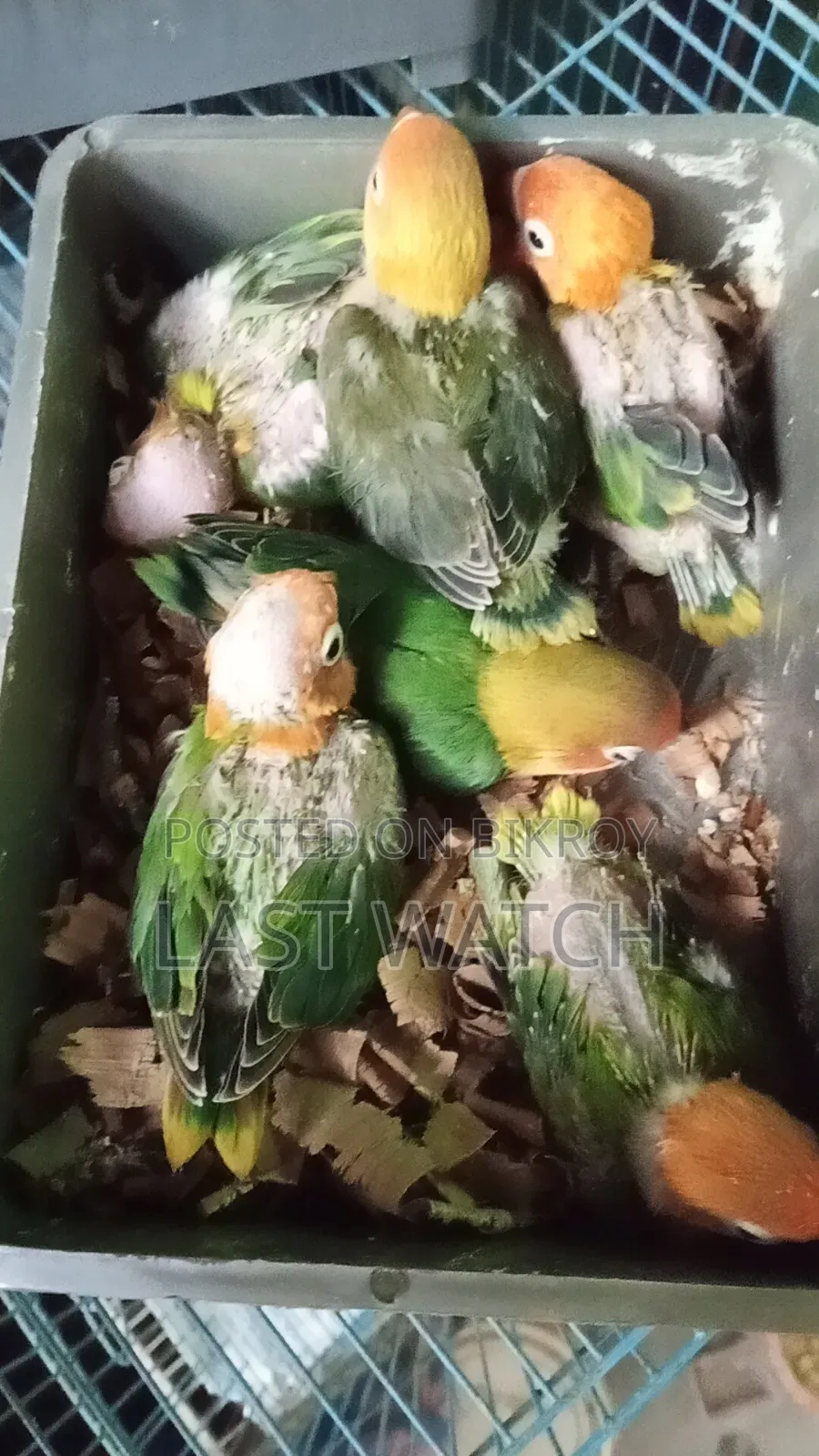 Green Opaline Baby