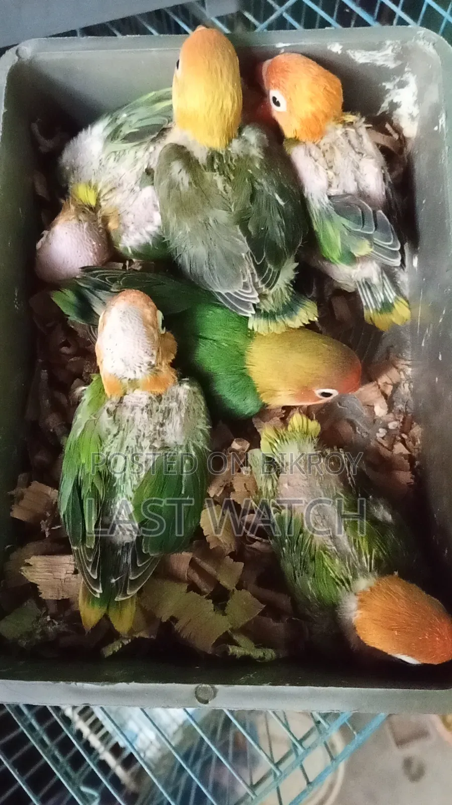 Green Opaline Baby