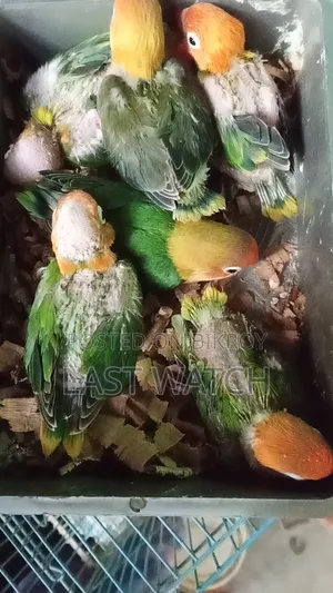 Green Opaline Baby