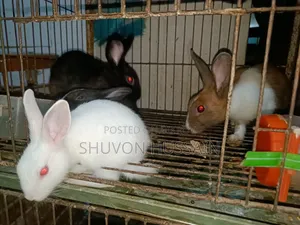 খরগোশ বাচ্চা সহ