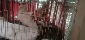 জেকোবিন +ফেলটাল