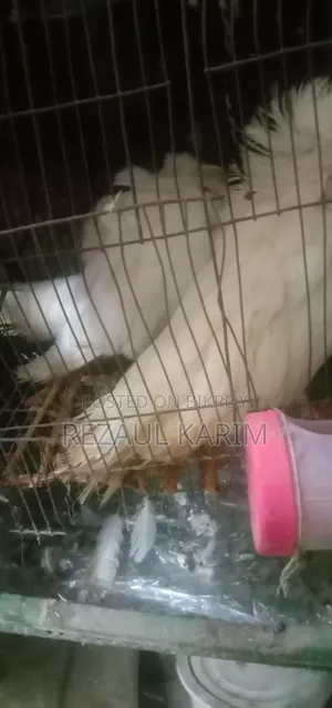জেকোবিন +ফেলটাল
