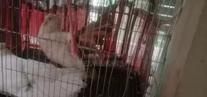 জেকোবিন +ফেলটাল