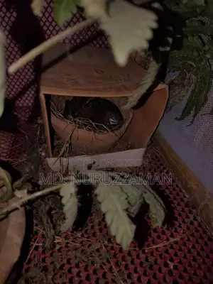 সেল্ফ হ্যাচিং কিং কোয়েল বিক্রি