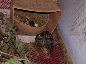 সেল্ফ হ্যাচিং কিং কোয়েল বিক্রি