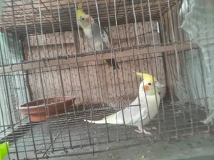 A Pair of Birds for Sale
