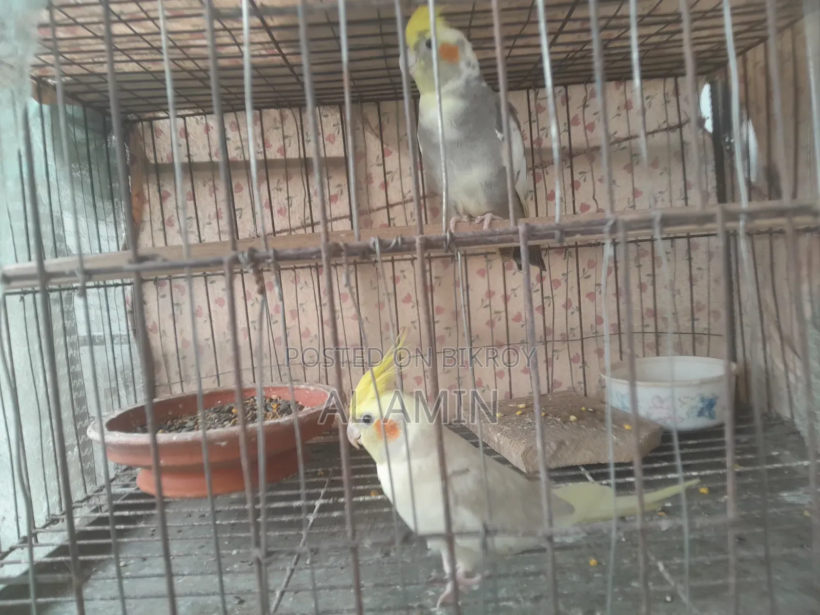 A Pair of Birds for Sale