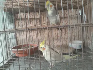 A Pair of Birds for Sale