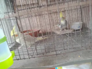 A Pair of Birds for Sale