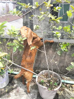 পাটি ছাগল বিক্রয়