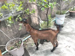 পাটি ছাগল বিক্রয়