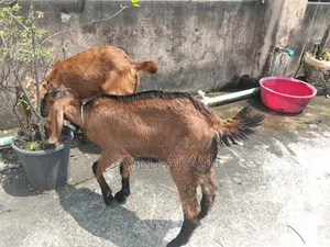 পাটি ছাগল বিক্রয়