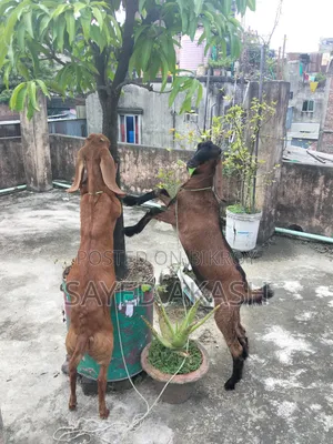 পাটি ছাগল বিক্রয়