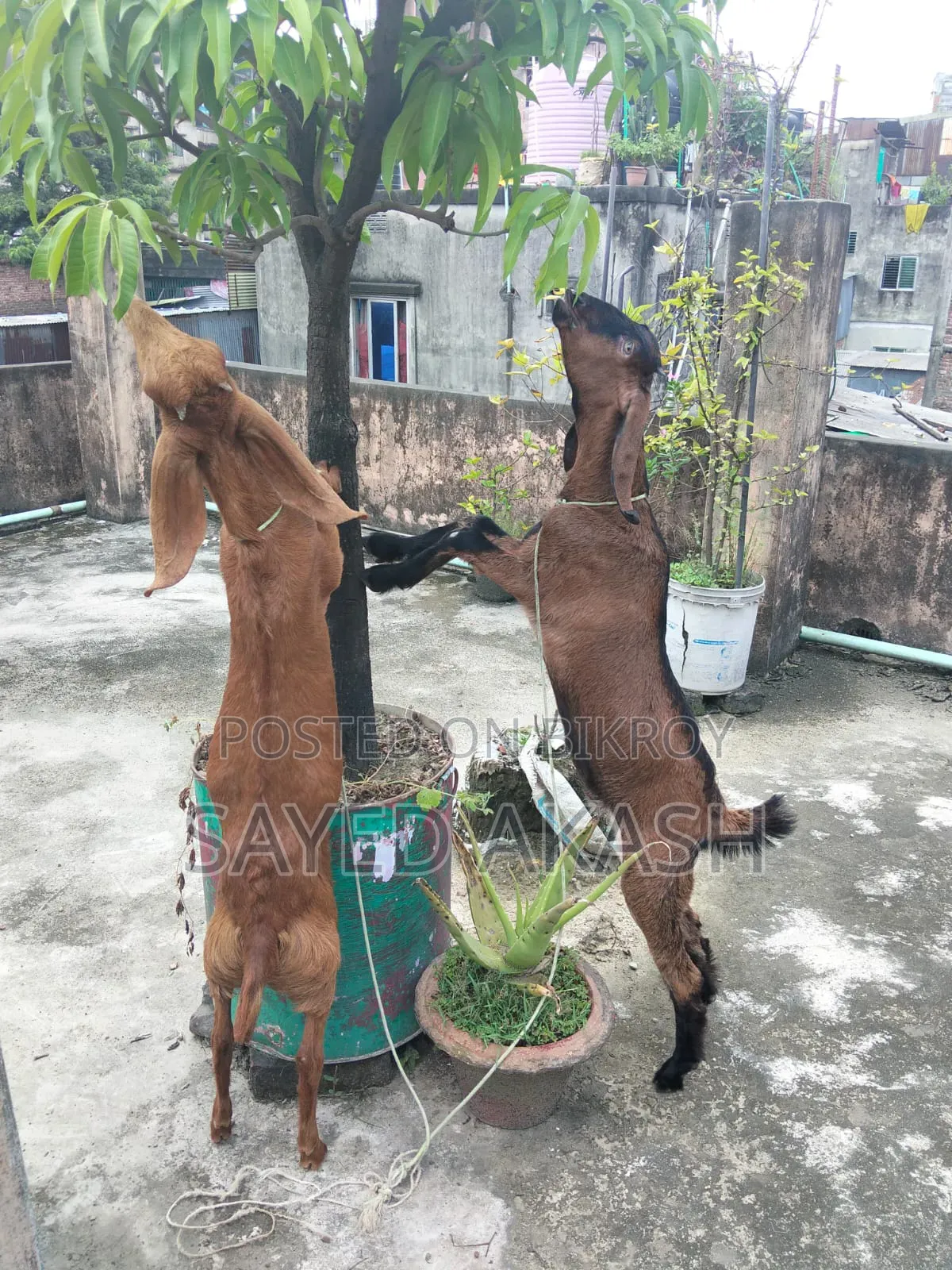 পাটি ছাগল বিক্রয়