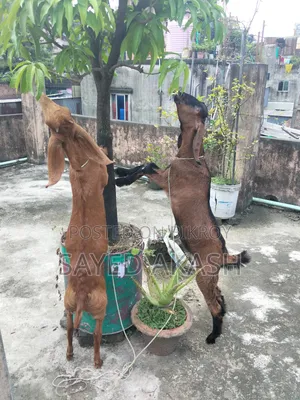 পাটি ছাগল বিক্রয়
