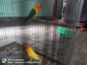 One Pair Love Bird