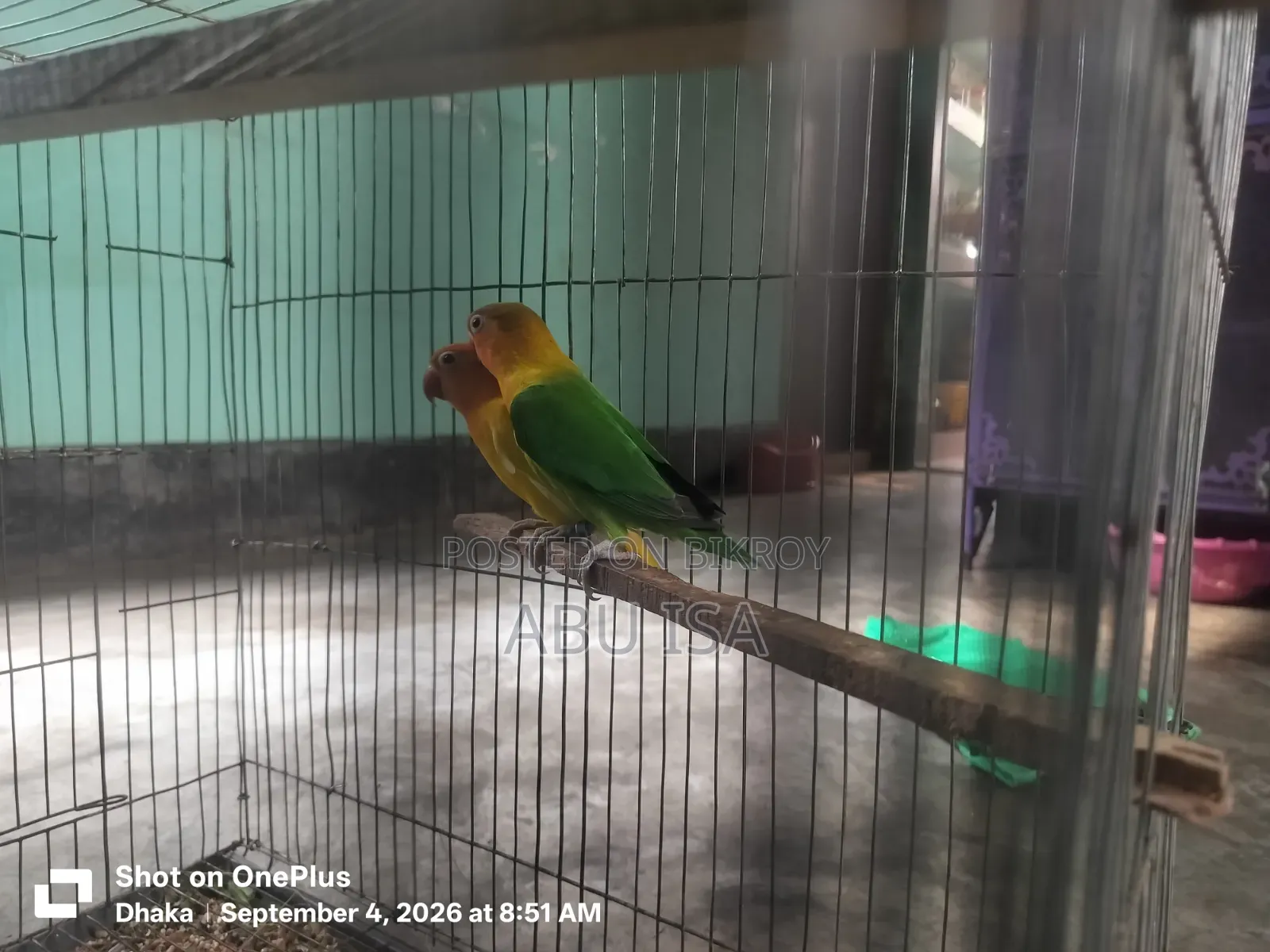 One Pair Love Bird