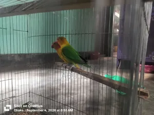 One Pair Love Bird