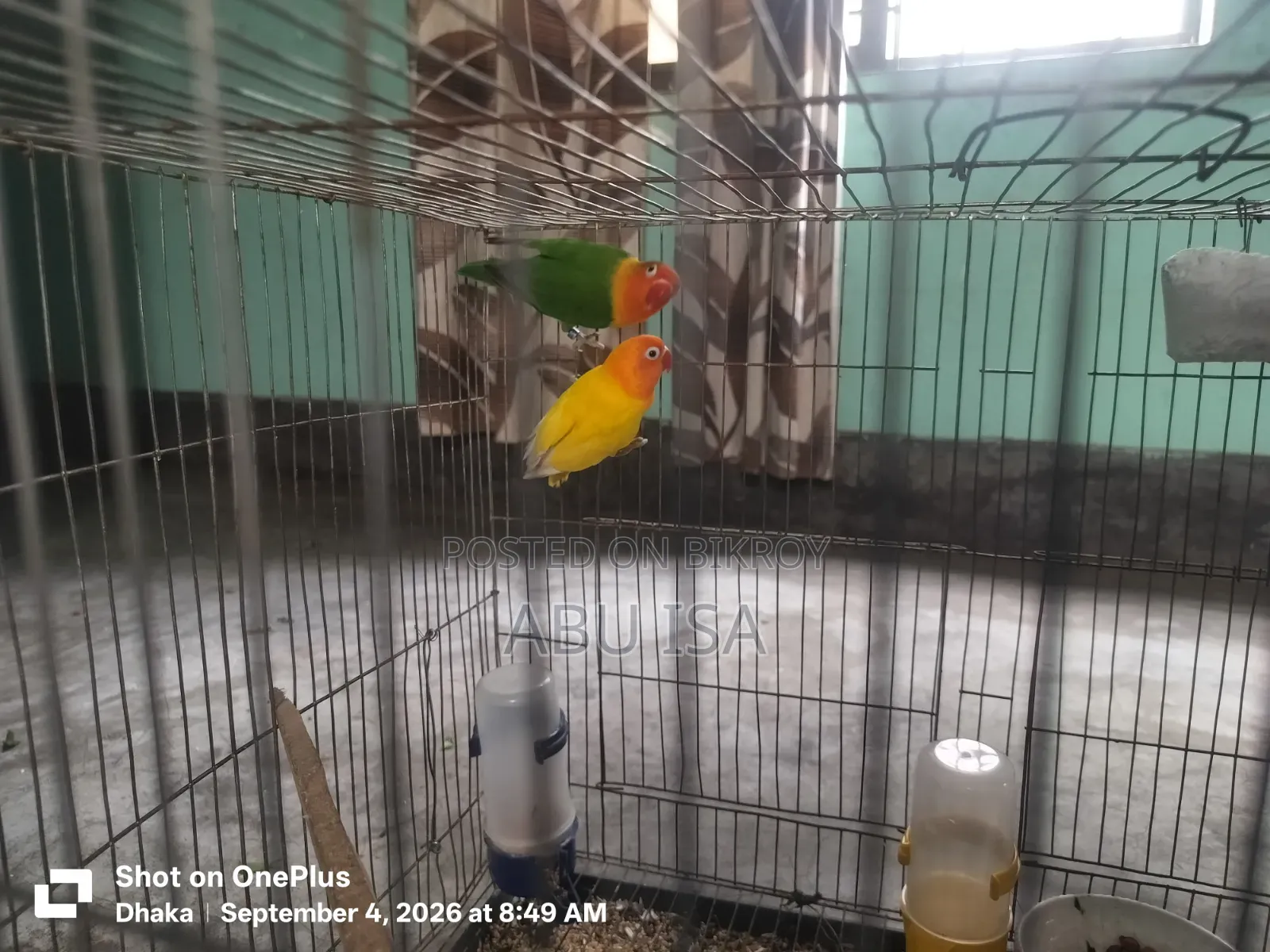 One Pair Love Bird