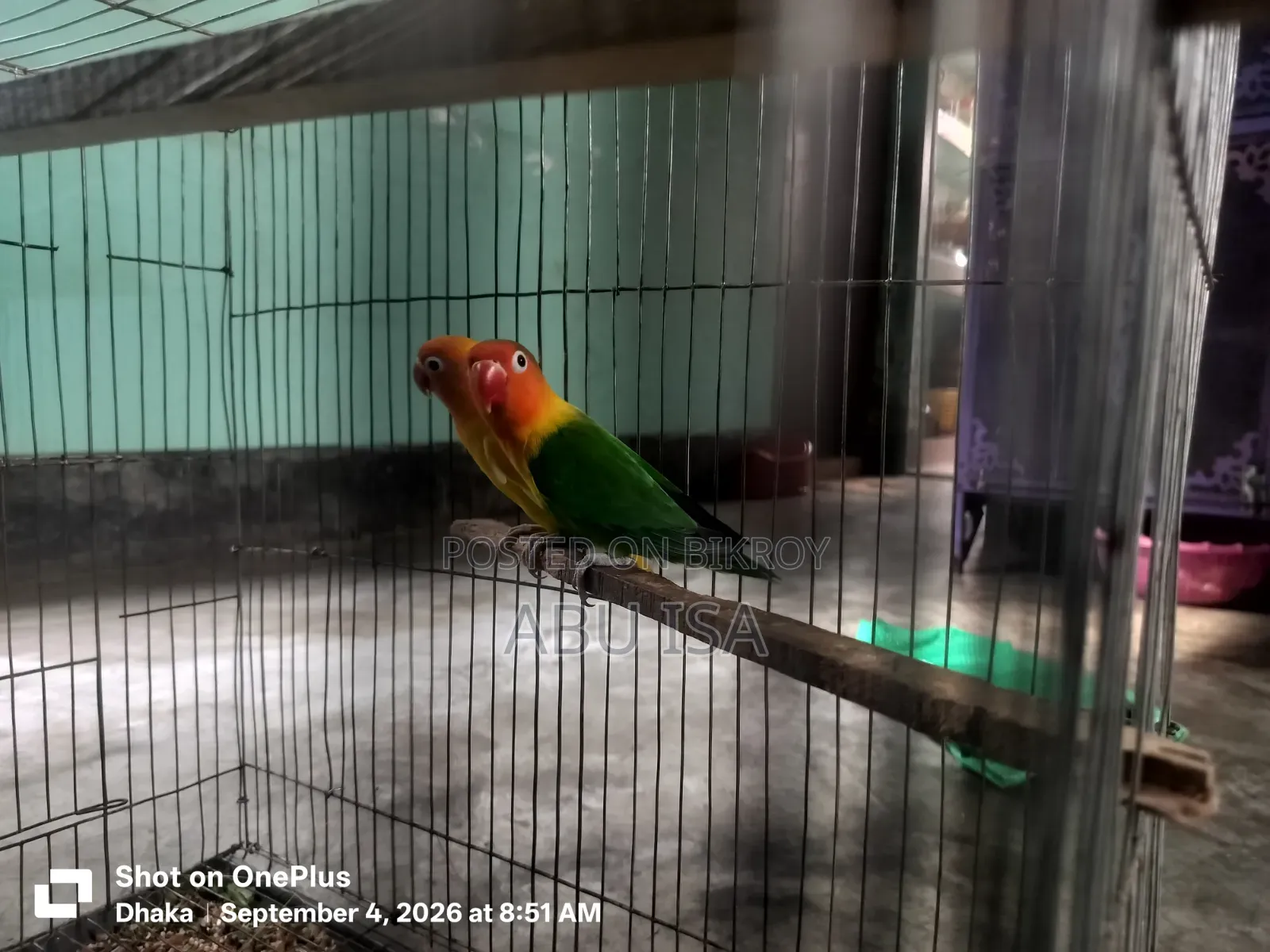 One Pair Love Bird