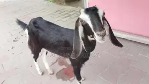 ছাগল বিক্রি করা হবে